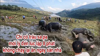 Chỉ Có Trâu Sapa Mới lỳ đến lúc lập 8 phát không chạy lại ăn ngay sân nhà