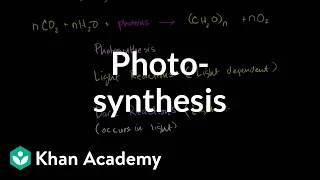 Photosynthesis