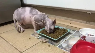 Кошка сфинкс кушает :)