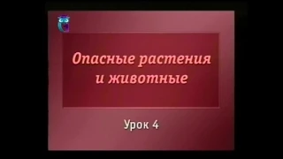 Биология. Урок 4. Ядовитые грибы России. Часть 2