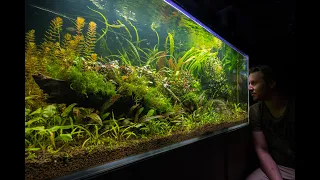 THE ULTIMATE TETRA JUNGLE AQUASCAPE!!