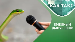 Ужи кусаются или нет? Как змеям удается быть ядовитыми? // "КАК ТАК?" Выпуск 19 Ч.1