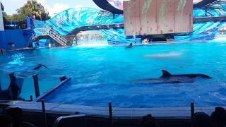 Killer whale show 2017 Florida