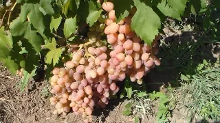 Август на винограднике  Работы
