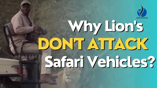 Why Lion's Don't Attack Safari Vehicles?