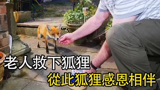 老人救援狐狸，狐狸感恩相伴，譜寫溫情故事！#nature #wildlife #animal #wildanimals #animals #猛獸世界  #動物