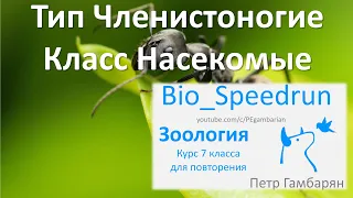 13. Насекомые (Speedrun зоология 7 класс, ЕГЭ, ОГЭ 2021)