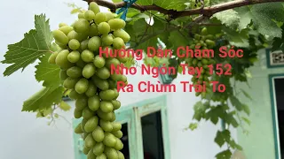 Hướng Dẫn Chăm Sóc Cây Nho Ngón Tay 152 Ra Chùm Trái To! grapes