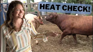 Heat Checking with the Bull!