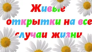 Живые открытки на все случаи жизни. Шикарные поздравления. Красивые пожелания