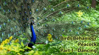 Bird Activities | Peacock | dancing, spanning wings, closing wings