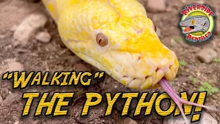 Julie the 15-foot Reticulated Python