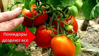 ПОМИДОРЫ ПОКРАСНЕЮТ БЫСТРО- секреты ускоренного дозревания томатов!