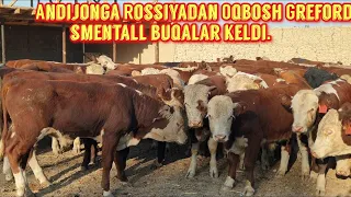 Rossiyadan Smentall Greford  buqalar keldi shoshiling udar narxlarda.