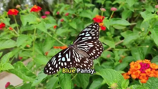 Sudan's Butterfly Bonanza: Exploring Colorful Wings #animal2024