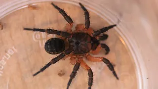 Trapdoor Spider catching prey in SLOW MOTION!! Liphistius ornatus