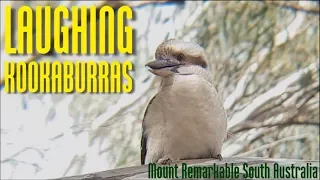 Laughing kookaburras at Mount Remarkable SA