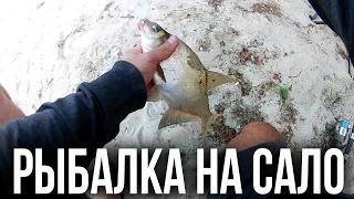 Рыбалка на Сало и Пенопласт с Чесноком Лещ Плотва | fishing for bacon