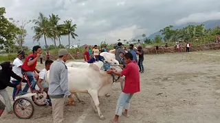 Karapan Sapi (Bull Race) di Desa Baliase, Kab. Sigi, Sulawesi Tengah-Indonesia
