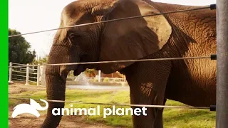 Elderly Elephant Gets Acupuncture Treatment For Arthritis | The Zoo: San Diego