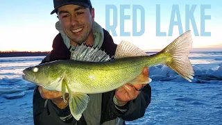 FIRST ICE Walleyes on Upper Red Lake (Fishing Report & Tips)