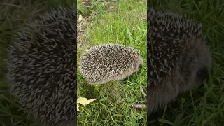 刺猬 HEDGEHOG