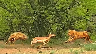 Leopard & Hyena Fight Over Impala While it Tries to Run Away