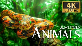 Jungle Wild Animals 4K 🐾 Discovery Relaxation Film with Soothing Relaxing Piano Music