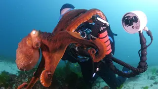 Diving with octopus