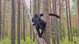 That's why cat and dog need a tail! How leopard Luna and Rottweiler Venza use their amazing tails