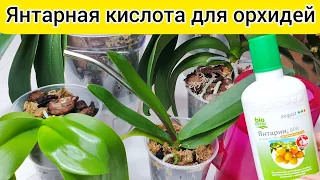 ЯНТАРНАЯ КИСЛОТА для роста корней и листьев ОРХИДЕЙ