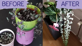 3 METER LONG STRING OF HEARTS | Ceropegia Woodii Propagation the easiest way