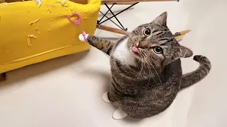 😂 LAUGH Non-Stop With These Funny Cats 😹 - Funniest Cats Expression Video 😇 - Funny Cats Life