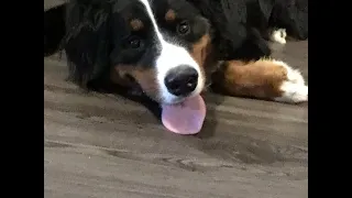 Social Distancing With My Bernese Mountain Dog