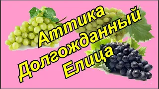 Виноград Аттика, Елица, Долгожданный- кишмиши или нет?