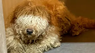 52 Extremely Neglected Puppy Mill Dogs Rescued