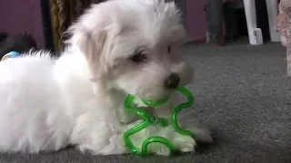Cute Maltese Puppy Compilation Video 2020 | Cutest Pet Compilation Videos of 2020 | Pet TV
