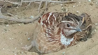 Batair ki awaz |Quail voice |Quail sound |Quail Hunting