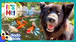 Get This Pup Out Of The Fish Pond! 🐟 | Dodo Kids | It's Me!