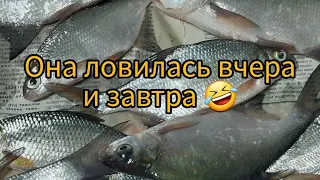 Она ловилась ВЧЕРА и ЗАВТРА. 🤣 С РАЗБИТОЙ ГОЛОВОЙ 🤕🤕 вернулись домой.