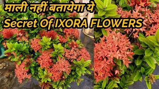 Secret Free Cost Treatment To Get More Flowers on IXORA