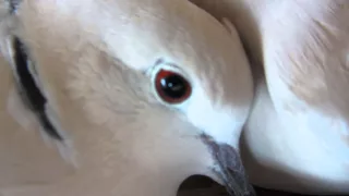 Doves cooing