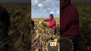 sunflower Harvesting 🌻