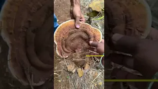 कितना खतरनाक होता हैं ये मशरुम??🍄🤔Farm Mushroom #shorts #indianfarmer