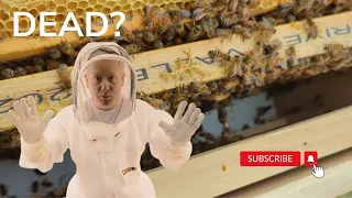 Is my queen bee dead? Second hive inspection at Faewood Acres #bees  #beekeeper