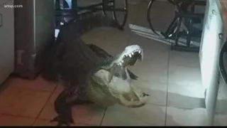 Giant gator breaks into Clearwater woman's home