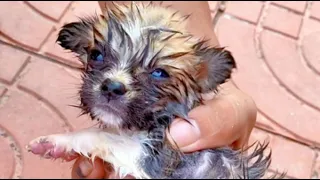 Woman saved near-death puppy infested with parasites.