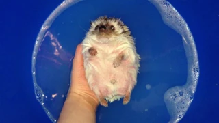 Ёжик купается. Hedgehog