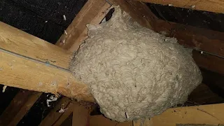 Man Thought He Found A Wasps’ Nest – But No One Expected This Outcome