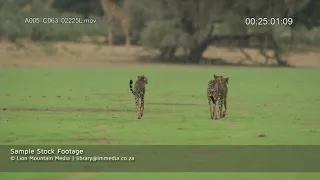 Cheetah in Rain  | UltraHD Stock Footage